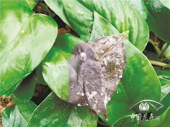 园林花卉病害防控六大策略 园林花卉病害防控六大策略