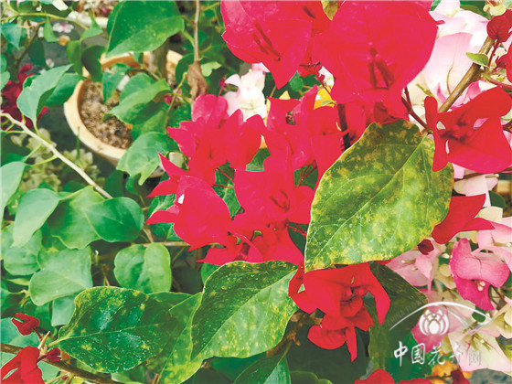 园林花卉病害防控六大策略 园林花卉病害防控六大策略
