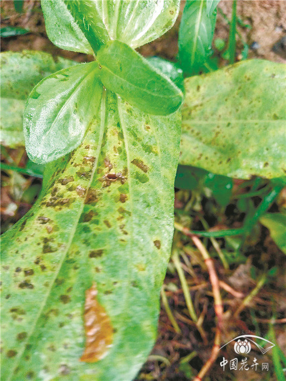 园林花卉病害防控六大策略 园林花卉病害防控六大策略