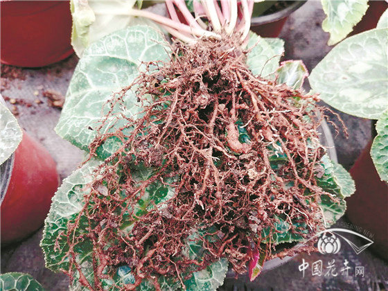 园林花卉病害防控六大策略 园林花卉病害防控六大策略