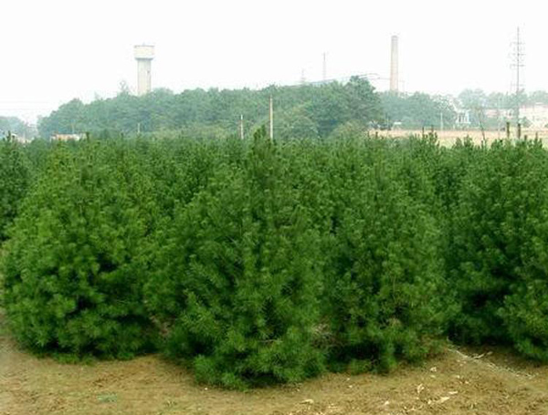 白皮松怎么种植?白皮松树苗的种植技术 白皮松怎么种植?白皮松树苗的种植技术