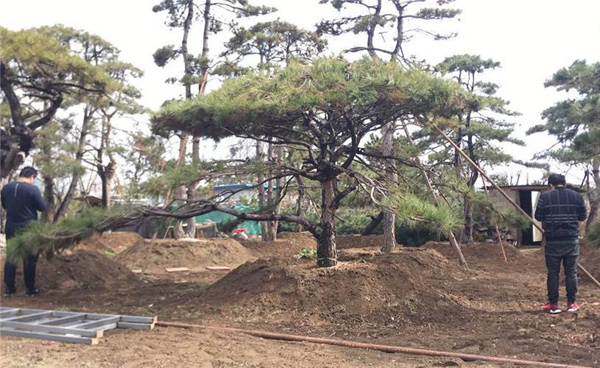 白皮松怎么种植?白皮松树苗的种植技术 白皮松怎么种植?白皮松树苗的种植技术