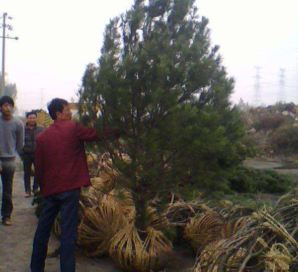 白皮松怎么种植?白皮松树苗的种植技术 白皮松怎么种植?白皮松树苗的种植技术