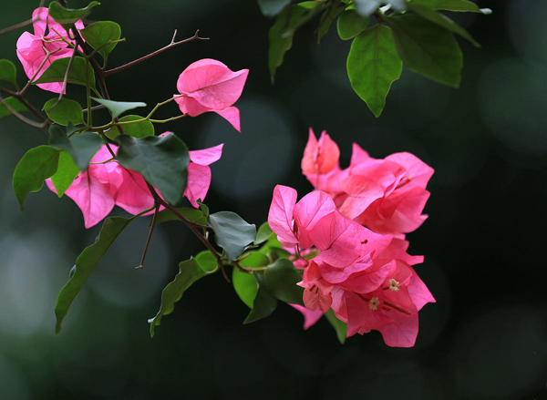 三角梅一年能开几次花?花盆养三角梅的养殖方法和注意事项 三角梅一年能开几次花?花盆养三角梅的养殖方法和注意事项
