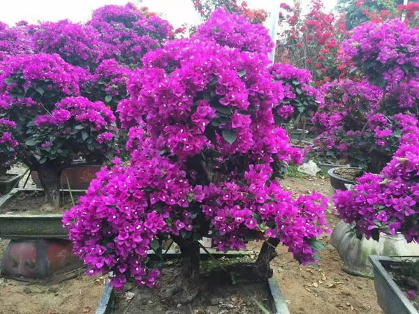 三角梅夏天可以换盆吗?三角梅花期可以换盆吗? 三角梅夏天可以换盆吗?三角梅花期可以换盆吗?