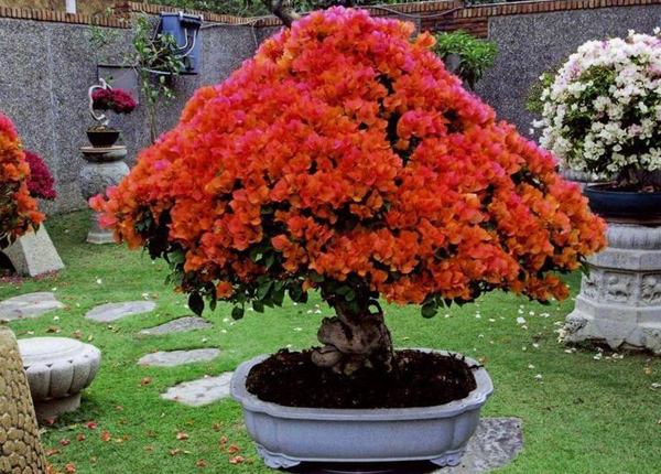 三角梅夏天可以换盆吗?三角梅花期可以换盆吗? 三角梅夏天可以换盆吗?三角梅花期可以换盆吗?
