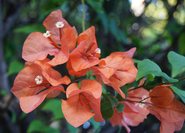 三角梅夏天可以换盆吗?三角梅花期可以换盆吗? 三角梅夏天可以换盆吗?三角梅花期可以换盆吗?