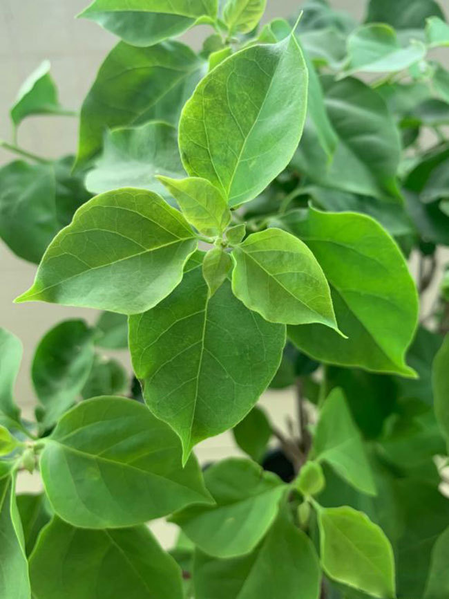 三角梅不开花怎么办？喷上一种水立马长花苞