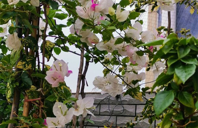 三角梅不开花怎么办？喷上一种水立马长花苞