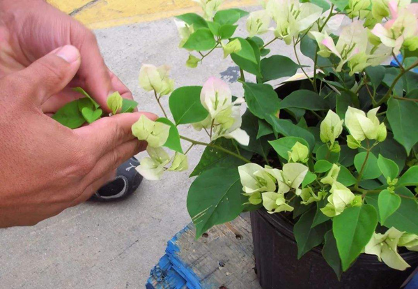 三角梅怎么修剪开花多？三角梅的修剪方法图文介绍
