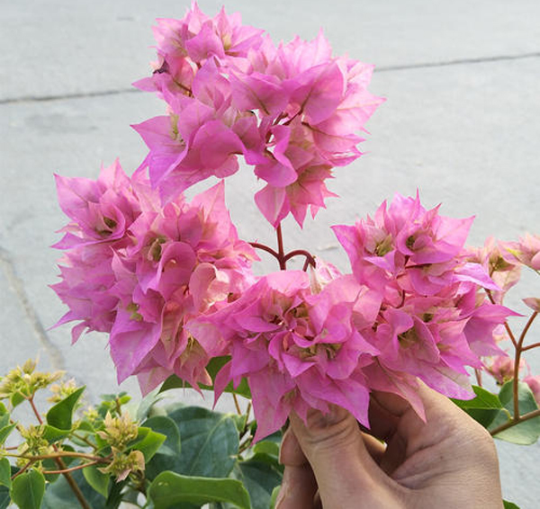 三角梅怎么种植?盆栽三角梅种植时间和方法 三角梅怎么种植?盆栽三角梅种植时间和方法