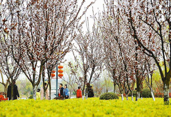 东北适合种植红叶李么?红叶李的种植技术 东北适合种植红叶李么?红叶李的种植技术