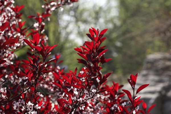 东北适合种植红叶李么?红叶李的种植技术 东北适合种植红叶李么?红叶李的种植技术