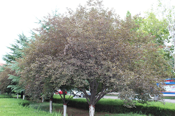 东北适合种植红叶李么?红叶李的种植技术 东北适合种植红叶李么?红叶李的种植技术