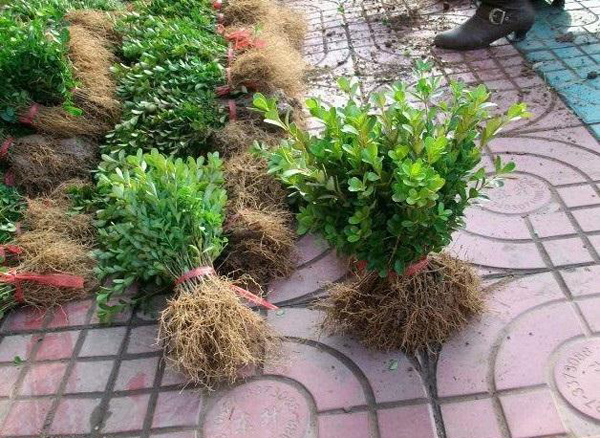 东北适合种植红叶李么？红叶李的种植技术