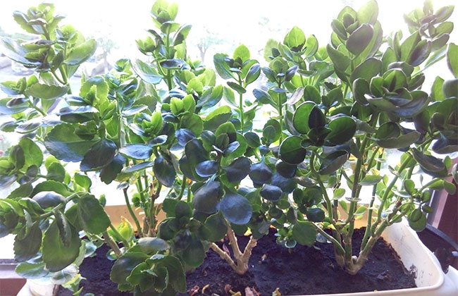 长寿花不开花怎么办?长寿花催花方法 长寿花不开花怎么办?长寿花催花方法