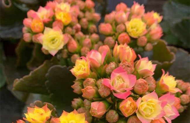 长寿花不开花怎么办?长寿花催花方法 长寿花不开花怎么办?长寿花催花方法