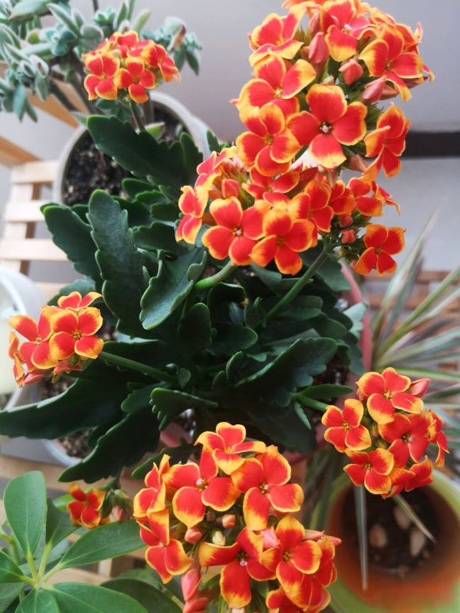 长寿花不开花怎么办?长寿花催花方法 长寿花不开花怎么办?长寿花催花方法