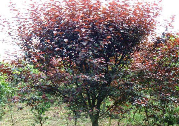 种植红叶李哪个季节好?红叶李种植时间及管理技术 种植红叶李哪个季节好?红叶李种植时间及管理技术