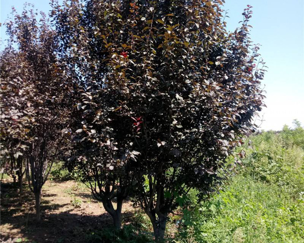 种植红叶李哪个季节好?红叶李种植时间及管理技术 种植红叶李哪个季节好?红叶李种植时间及管理技术