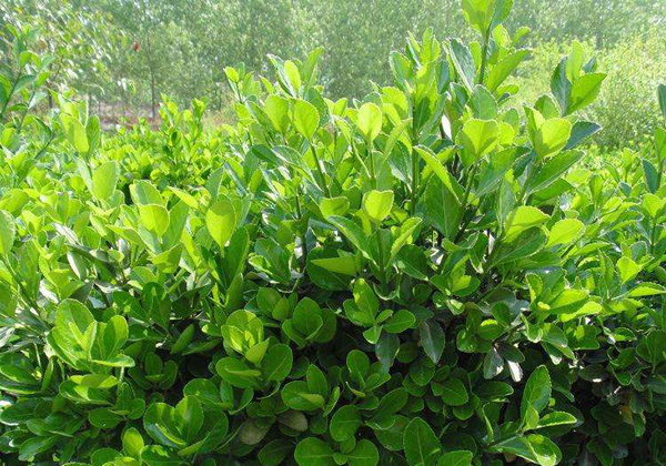 种植红叶李哪个季节好？红叶李种植时间及管理技术