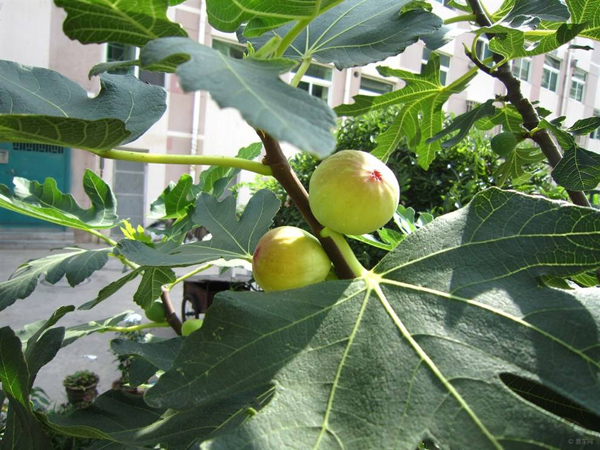 一亩无花果种植成本需要多少?无花果的种植方法 一亩无花果种植成本需要多少?无花果的种植方法