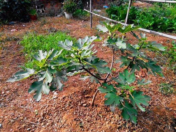 一亩无花果种植成本需要多少?无花果的种植方法 一亩无花果种植成本需要多少?无花果的种植方法