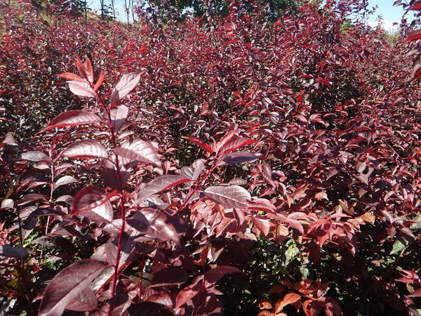 一亩无花果种植成本需要多少？无花果的种植方法