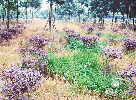 除草剂这么用不仅省钱防效还好