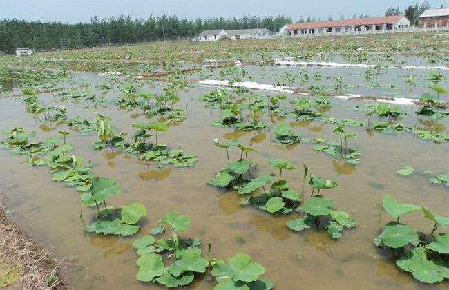 莲藕怎么栽培?莲藕高产种植技术 莲藕怎么栽培?莲藕高产种植技术