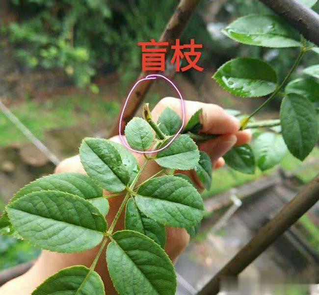 月季盲芽怎么修剪? 月季盲芽怎么修剪?