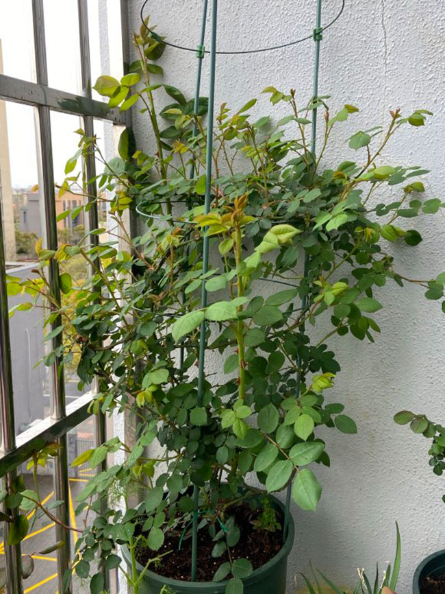 月季盲芽怎么修剪? 月季盲芽怎么修剪?