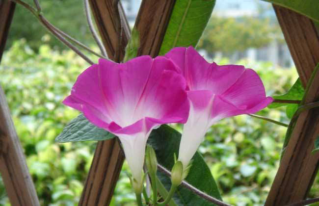 牵牛花种子什么时候种?牵牛花种子种植方法及时间 牵牛花种子什么时候种?牵牛花种子种植方法及时间
