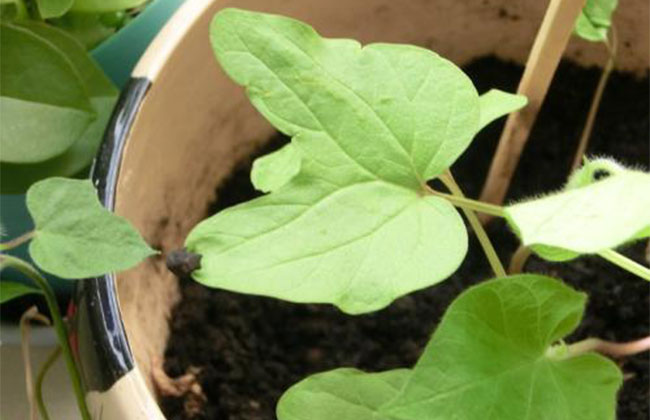 牵牛花种子什么时候种?牵牛花种子种植方法及时间 牵牛花种子什么时候种?牵牛花种子种植方法及时间