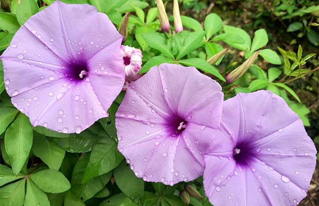 牵牛花种子什么时候种?牵牛花种子种植方法及时间 牵牛花种子什么时候种?牵牛花种子种植方法及时间