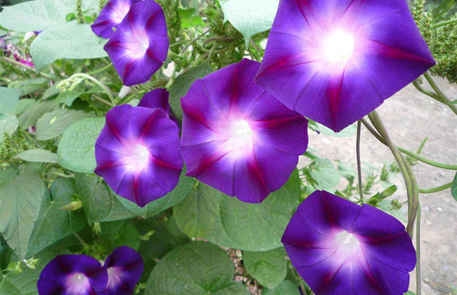 牵牛花种子什么时候种?牵牛花种子种植方法及时间 牵牛花种子什么时候种?牵牛花种子种植方法及时间