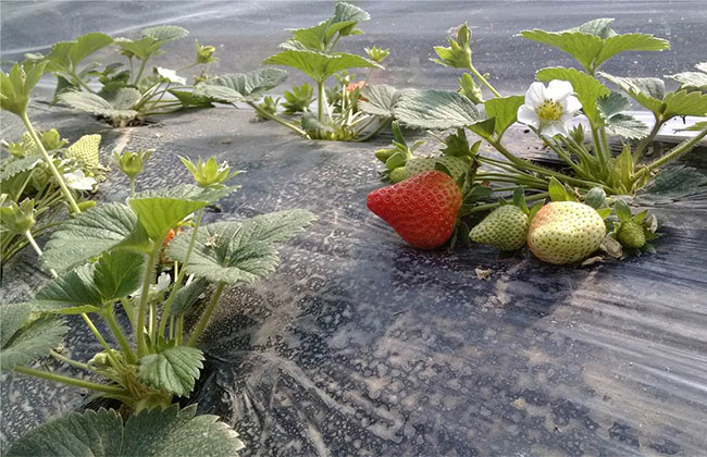 郁金香什么时候开花?郁金香一朵花能开多久?