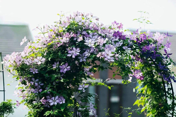 5种爬藤花适合在院子里种植
