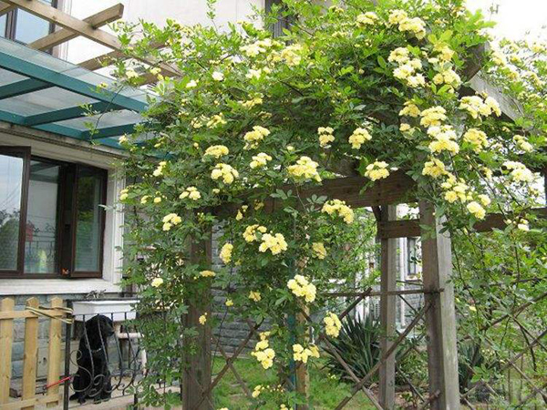 5种爬藤花适合在院子里种植