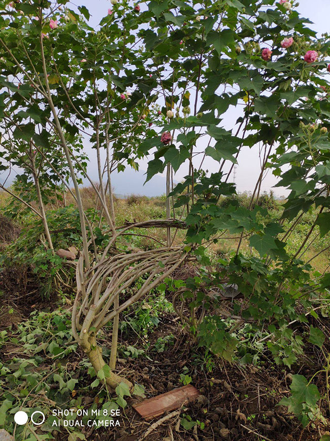 芙蓉花什么时候开花?芙蓉花花期有多长时间?