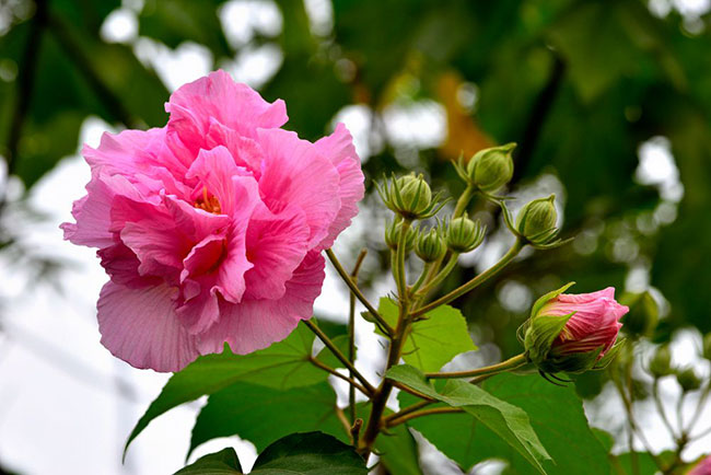 芙蓉花什么时候开花?芙蓉花花期有多长时间?