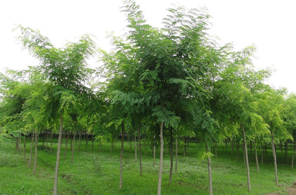 怎么培育刺槐树苗？刺槐树苗栽培方法