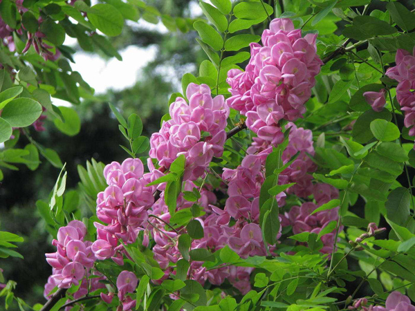 红花刺槐可以嫁接吗?红花刺槐嫁接育苗方法 红花刺槐可以嫁接吗?红花刺槐嫁接育苗方法