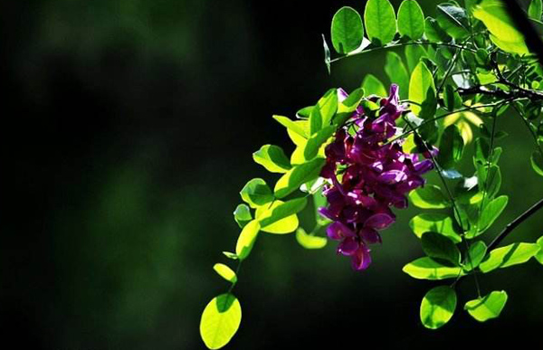 红花刺槐可以嫁接吗?红花刺槐嫁接育苗方法 红花刺槐可以嫁接吗?红花刺槐嫁接育苗方法