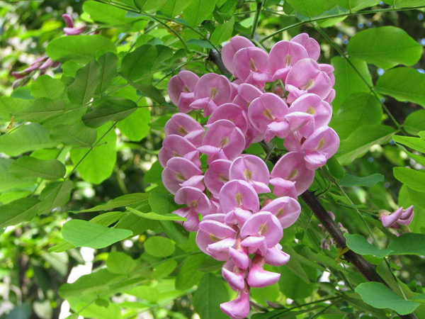 红花刺槐可以嫁接吗?红花刺槐嫁接育苗方法 红花刺槐可以嫁接吗?红花刺槐嫁接育苗方法