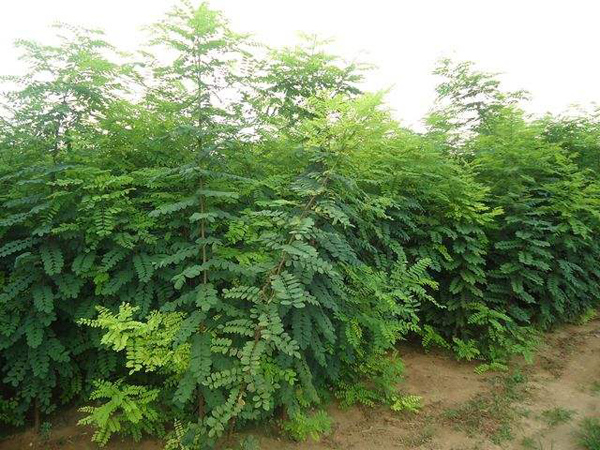 怎么培育刺槐树苗?刺槐树苗育苗种植技术 怎么培育刺槐树苗?刺槐树苗育苗种植技术