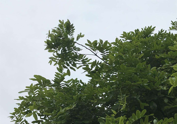 怎么培育刺槐树苗?刺槐树苗育苗种植技术 怎么培育刺槐树苗?刺槐树苗育苗种植技术