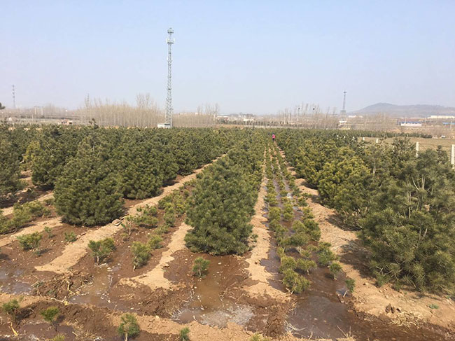 白皮松怎么种植?白皮松树苗的种植管理技术 白皮松怎么种植?白皮松树苗的种植管理技术