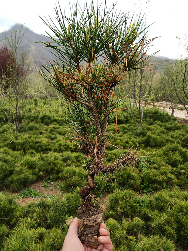 什么时候种植白皮松?白皮松适合北方种植吗? 什么时候种植白皮松?白皮松适合北方种植吗?