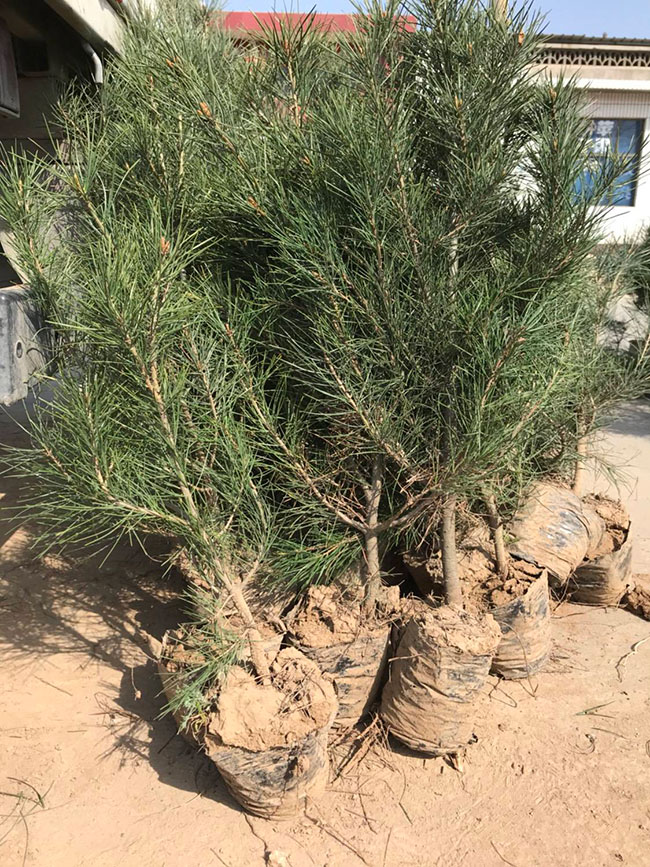 什么时候种植白皮松?白皮松适合北方种植吗? 什么时候种植白皮松?白皮松适合北方种植吗?